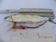 Probebefischung Dez.2009 018.jpg